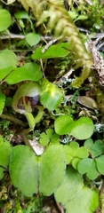 Corybas trilobus