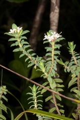 Pimelea acra