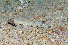 Diplogrammus goramensis