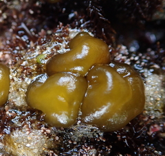 Colpomenia claytoniae