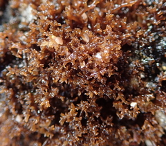 Nothogenia pulvinata