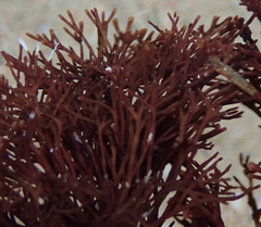 Melanthalia abscissa