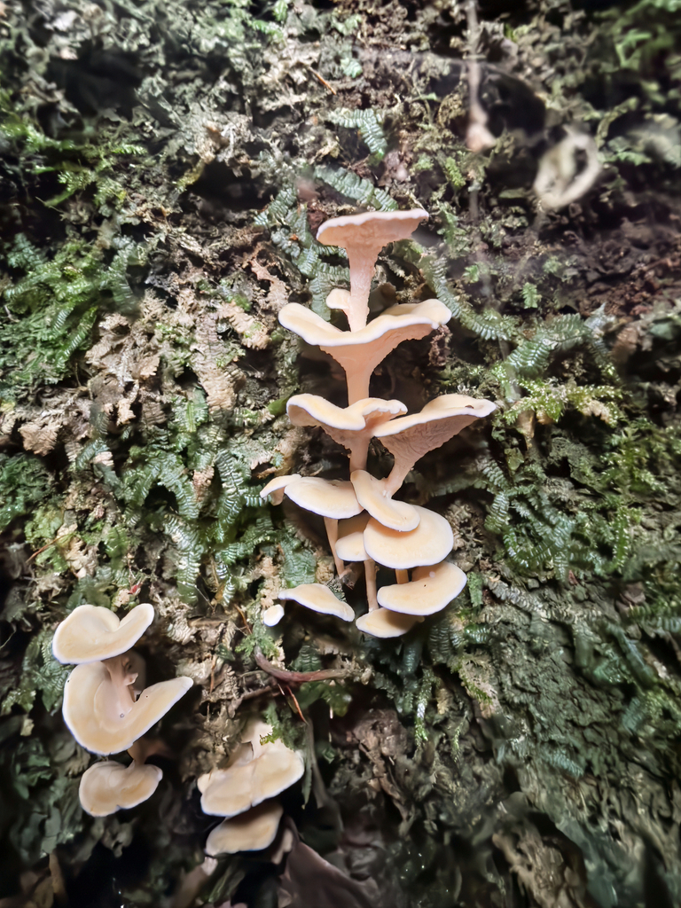 Podoserpula pusio · June 2025 · photo: © jeremy_rolfe (iNaturalist, cc-by)