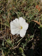 Convolvulus arvensis