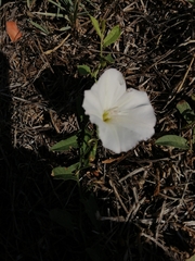 Convolvulus arvensis