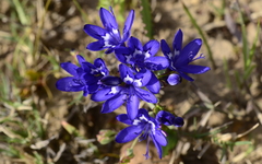 Codonorhiza elandsmontana