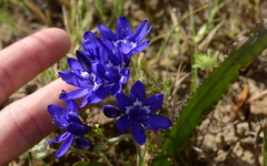 Codonorhiza elandsmontana