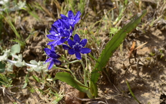 Codonorhiza elandsmontana