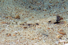 Diplogrammus goramensis