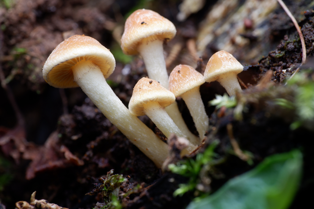 Hypholoma fasciculare · June 2025 · photo: © celadonfern (iNaturalist, cc-by)