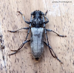 Diorthus simplex