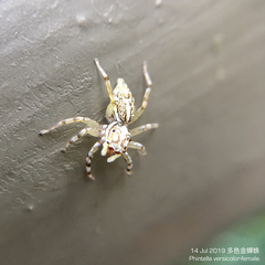 Phintelloides versicolor