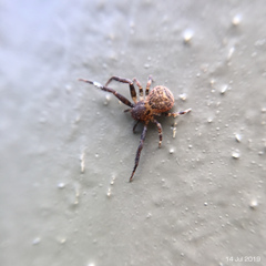 Pycnaxis