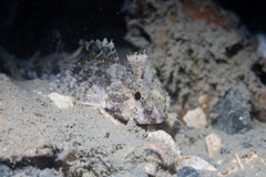 Ocellate Triplefin photo 2