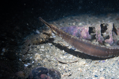 Slanke zeenaald (Leptonotus elevatus) — Syngnathidae
