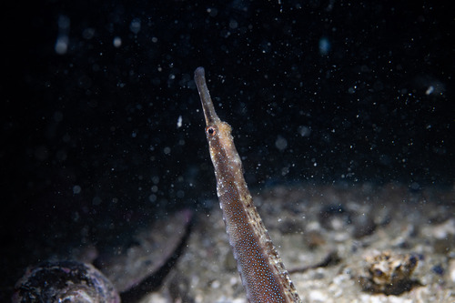 Pipefish (Leptonotus elevatus) — Syngnathidae — 3