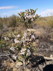 Agathosma spinescens