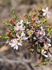 Agathosma spinescens