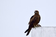 Milvus migrans govinda