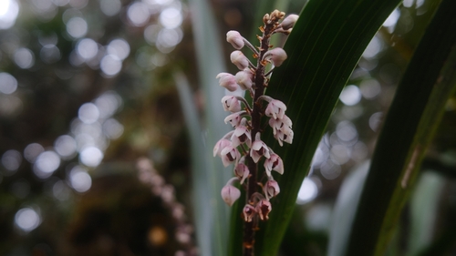 Cymboglossum grande observed 2024-07-16
