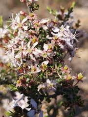 Agathosma spinescens