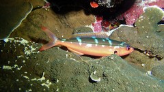 Pterocaesio digramma