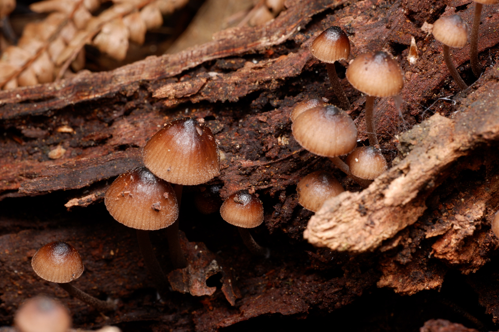 Mycena mulawaestris · June 2025 · photo: © celadonfern (iNaturalist, cc-by)