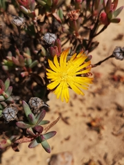 Lampranthus glaucus