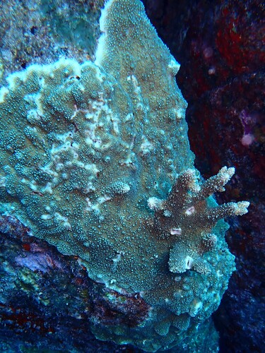 Acropora palmerae observed 2025-04-23