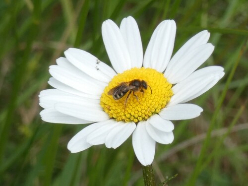 Red-backed Furrow Bee