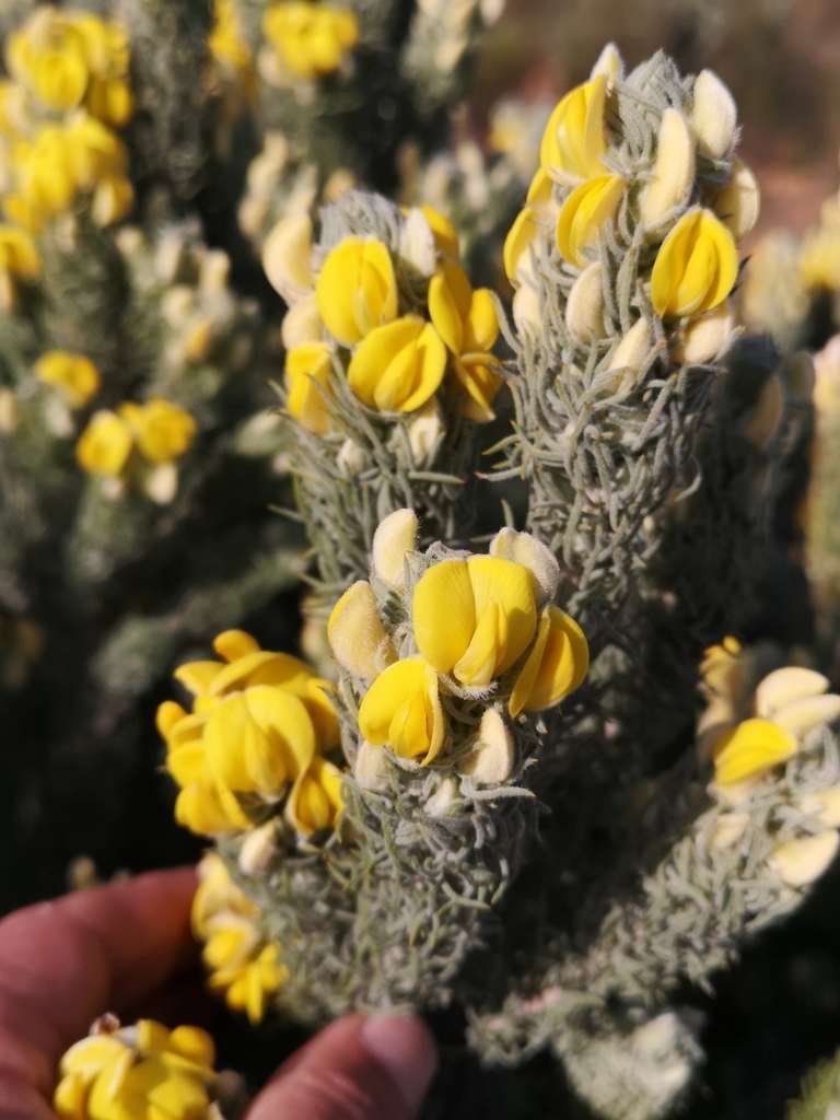Dry Capegorse