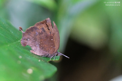 Mahathala ameria