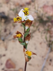 Disa flexuosa