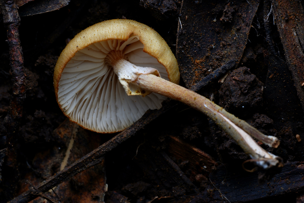 Armillaria luteobubalina · June 2025 · photo: © celadonfern (iNaturalist, cc-by)