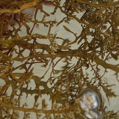 Carpophyllum plumosum