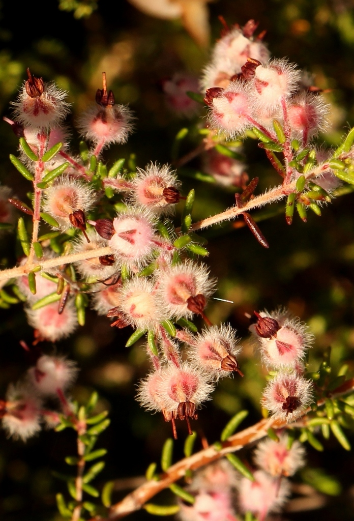 Kapok Heath