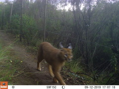 Caracal caracal caracal