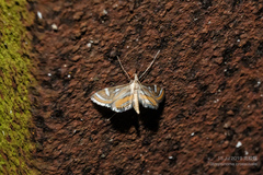 Strepsinoma croesusalis