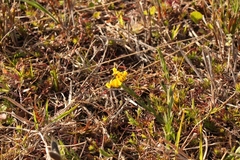 Liparia angustifolia