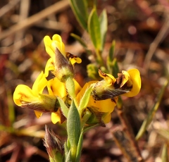 Liparia angustifolia