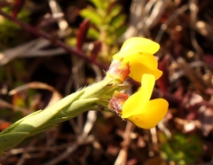 Liparia angustifolia