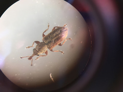 Rhinorhynchus rufulus