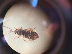 Rhinorhynchus rufulus