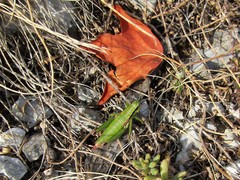 Odontopodisma decipiens