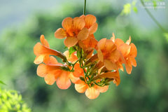 Campsis grandiflora