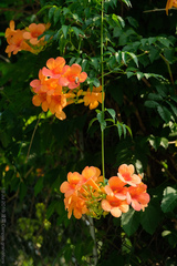 Campsis grandiflora