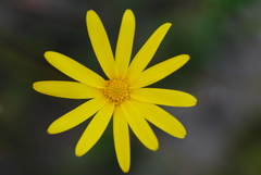 Osteospermum bidens