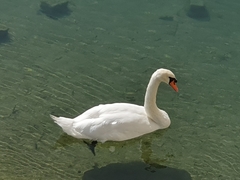 Cygnus olor