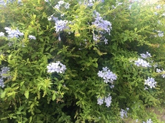 Plumbago auriculata