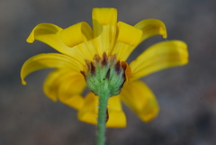 Osteospermum bidens